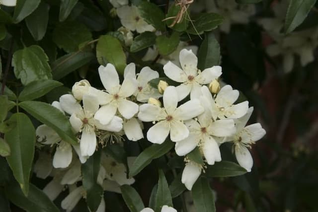 Single white Banksian rose