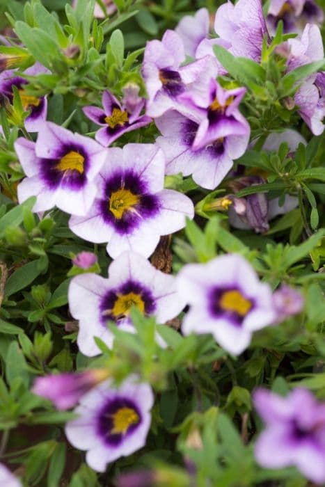 calibrachoa [Hula Lavender]