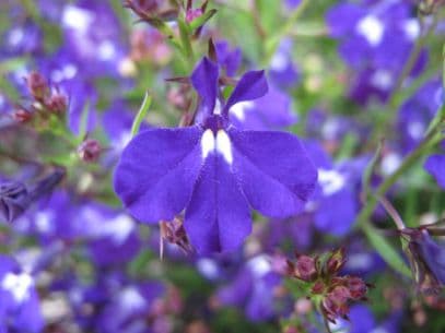 trailing lobelia 'Sapphire'