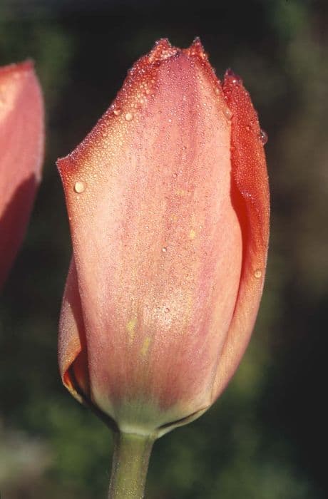 tulip 'Parade'