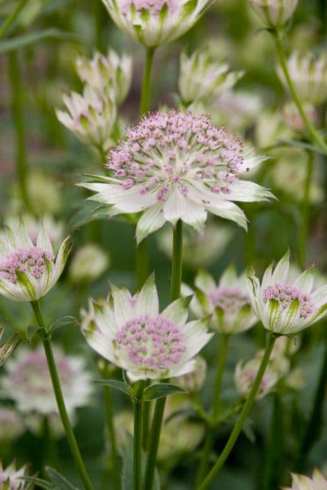 astrantia 'Buckland'