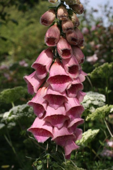 strawberry foxglove 'Summer King'