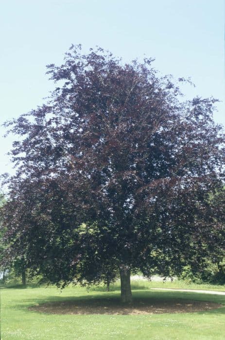 copper beech