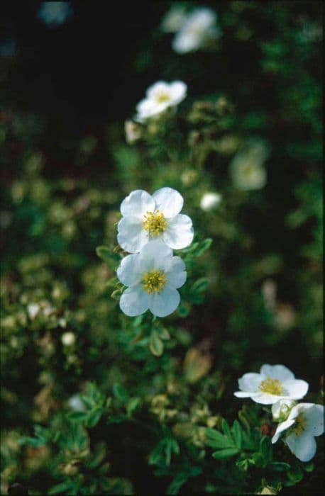 shrubby cinquefoil 'Groneland'