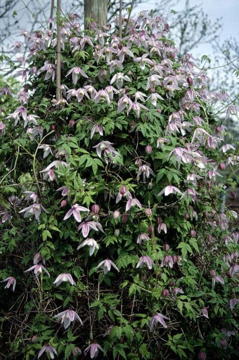 clematis 'Foxy'