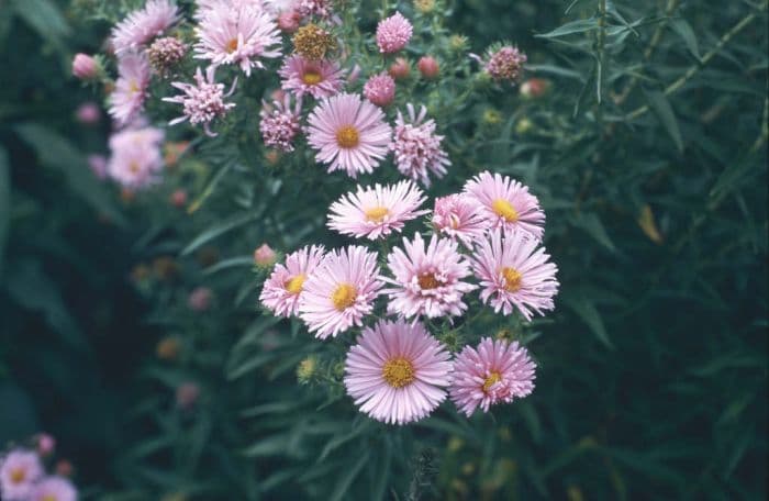 New England aster 'Harrington's Pink'