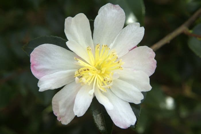 camellia 'Rainbow'