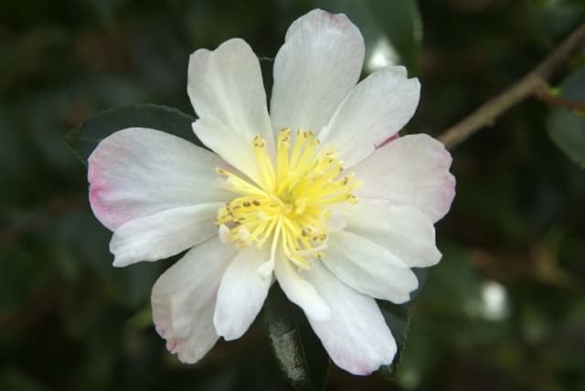 Camellia 'Rainbow'