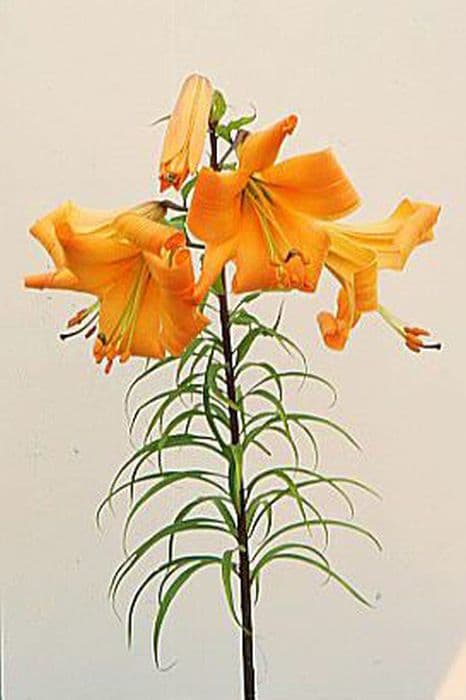 lily African Queen Group