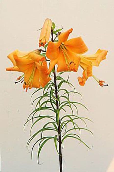 Lily African Queen Group