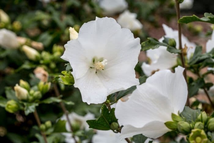 rose of Sharon 'Admiral Dewey'