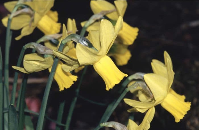 daffodil 'Charity May'