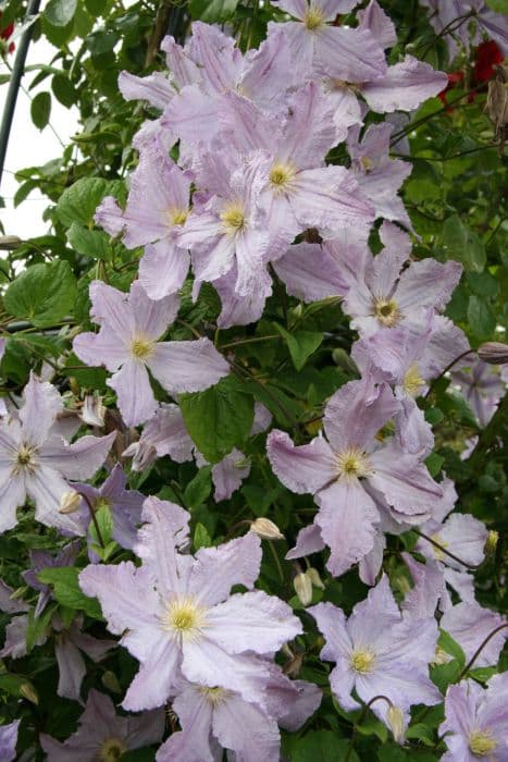 clematis 'Blekitny Aniol'