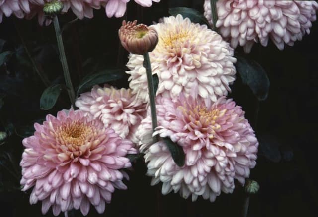 Chrysanthemum 'Margaret'