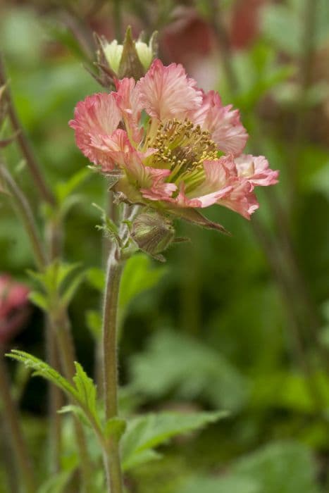 avens 'Bell Bank'