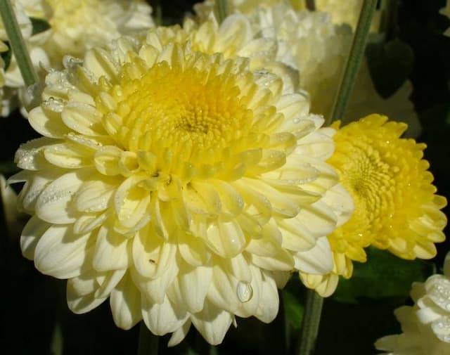 Chrysanthemum 'Myss Marion'