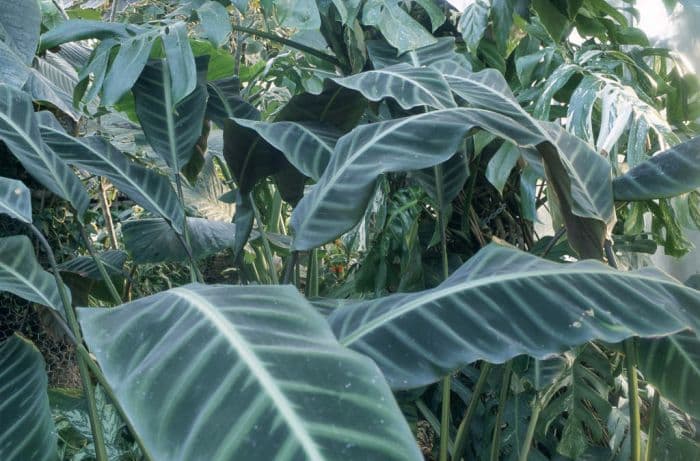 zebra plant