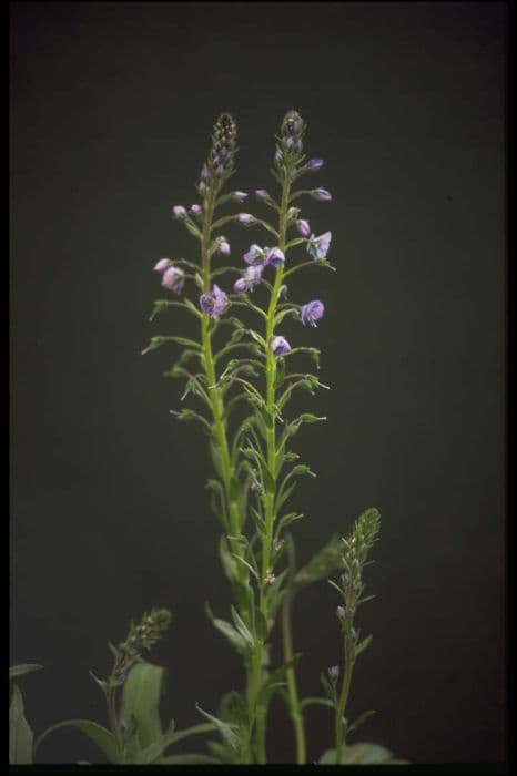 gentian speedwell