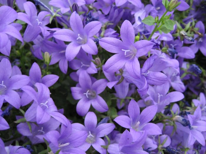 wall bellflower 'Catharina'