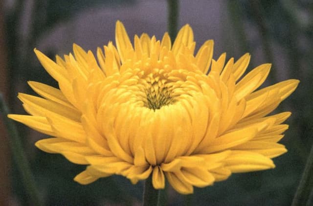 Chrysanthemum 'Vibrant'
