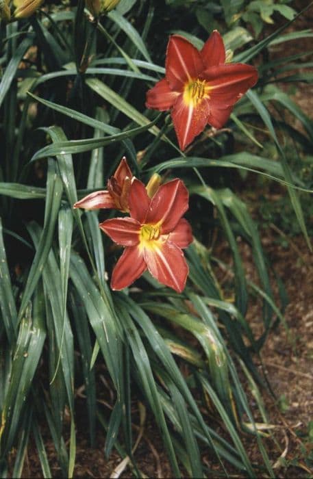 daylily 'Royal Mountie'