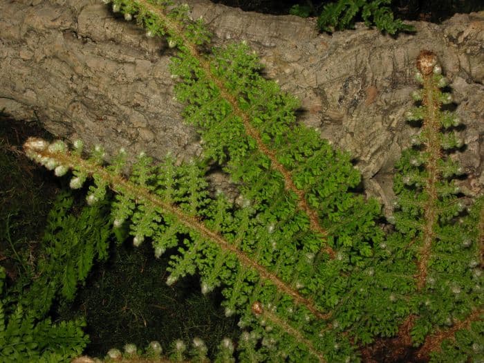 soft shield fern Plumosomultilobum Group