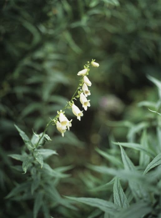 hairy foxglove