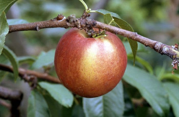 nectarine 'Lord Napier'