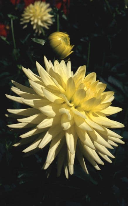 dahlia 'Lemon Elegans'