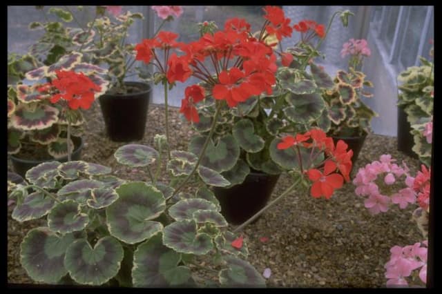 Pelargonium 'Dolly Varden'
