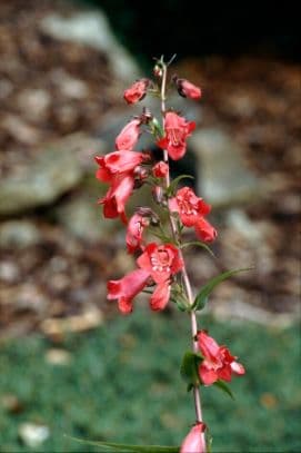 Beardtongues 'Drinkstone Red'