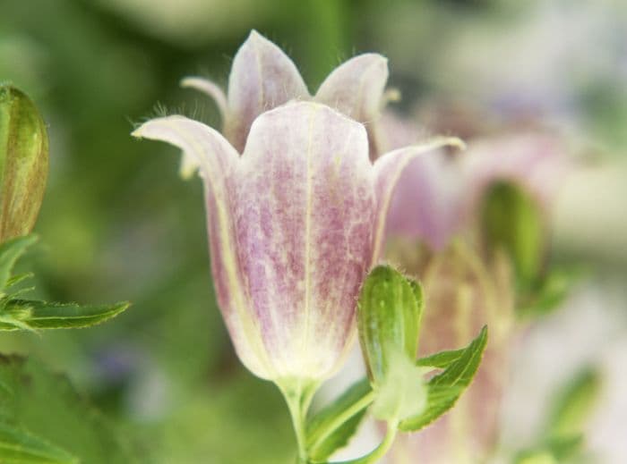 long-flowered harebell 'Pantaloons'