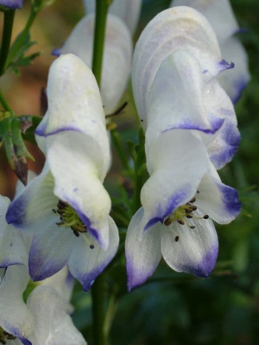 purple wolf's bane 'Eleanora'