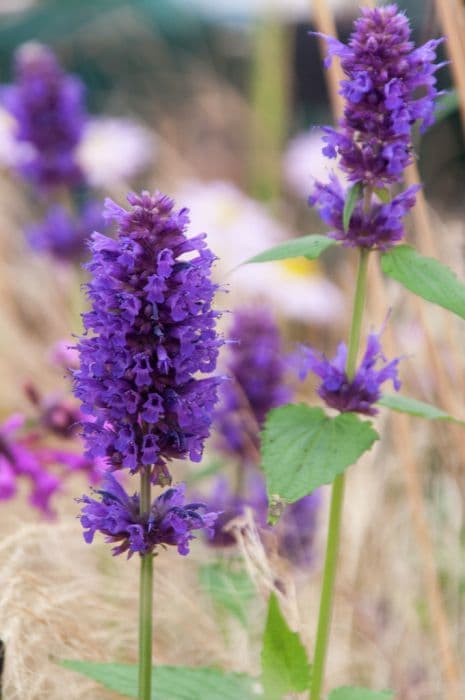 giant hyssop 'Blue Boa'