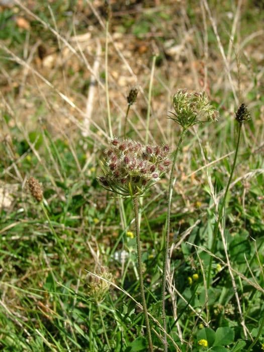 wild carrot