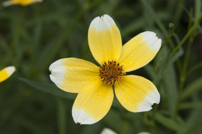 Arizona beggarticks 'Hannay's Lemon Drop'