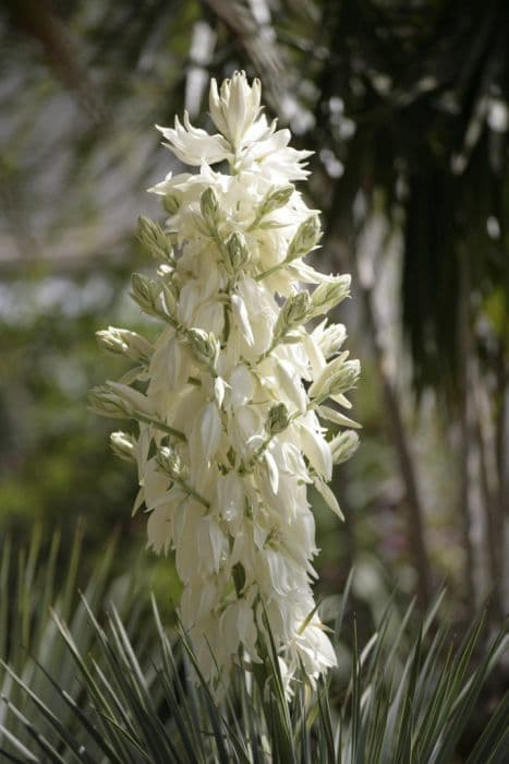 beaked yucca