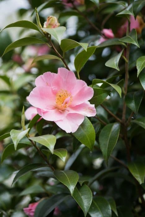 camellia 'Tiptoe'