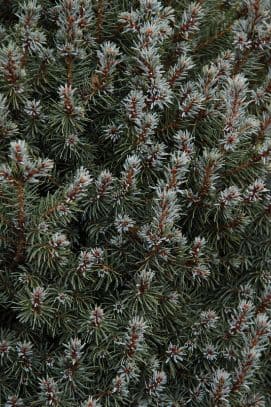 white spruce 'Arneson's Blue Variegated'