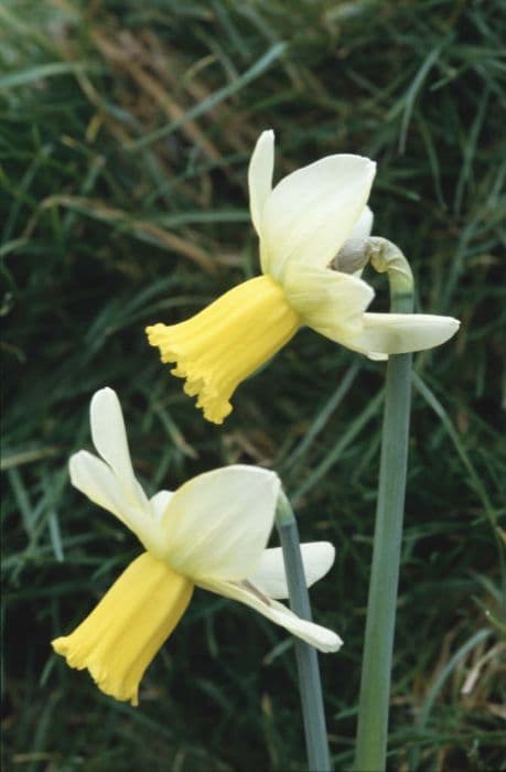 daffodil 'Surfside'