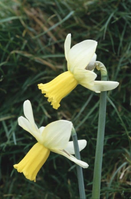 Daffodil 'Surfside'