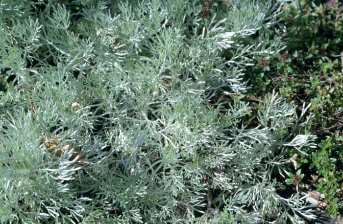 dwarf Schmidt wormwood