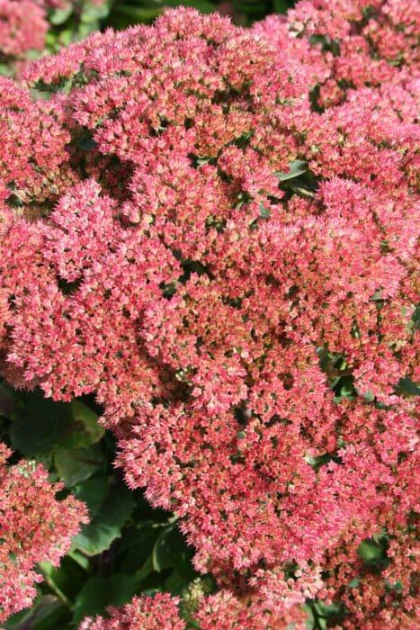 stonecrop 'Munstead Red'