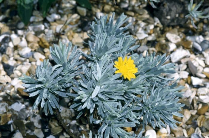 mountain euryops