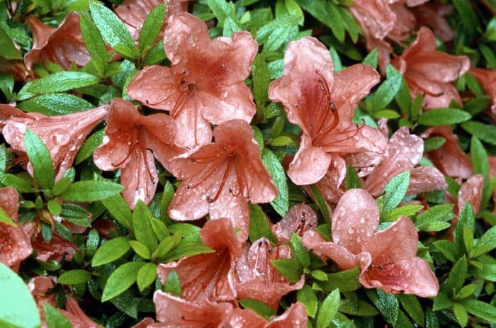 rhododendron 'Alexander'