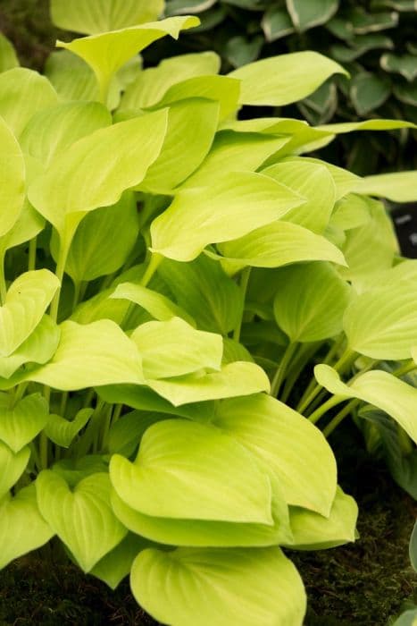 plantain lily 'Golden Scepter'