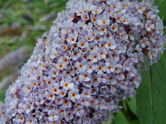 butterfly bush 'Pixie Blue'