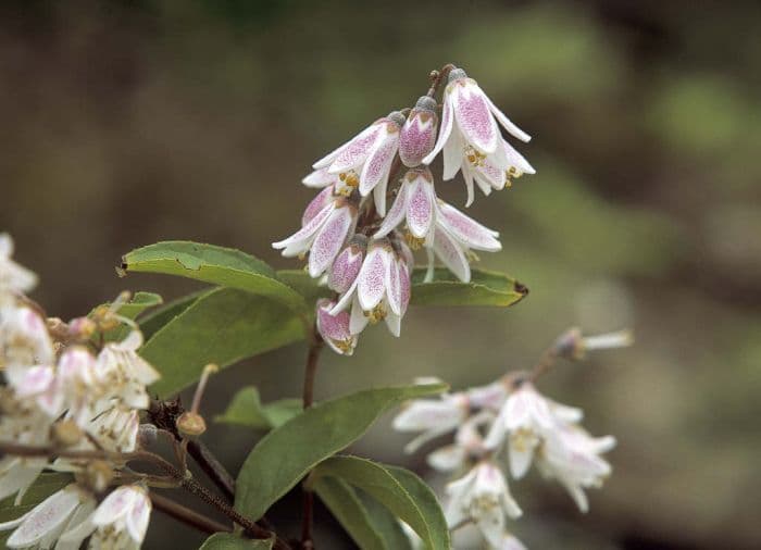 beautiful deutzia