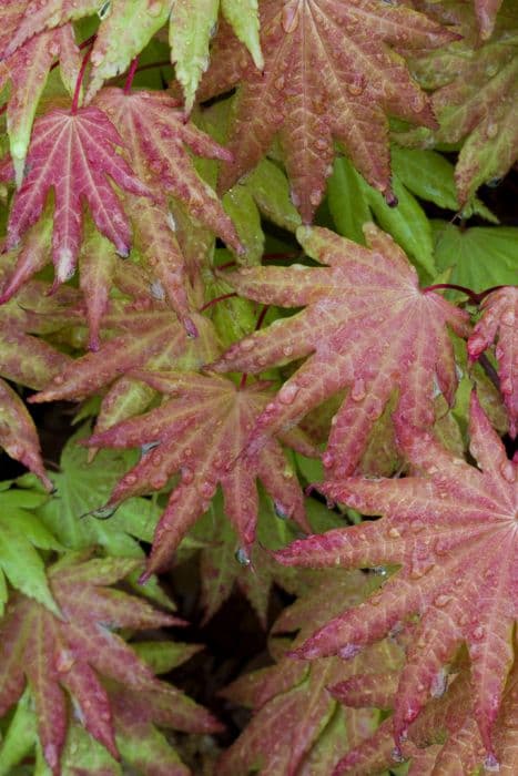 Shirasawa maple 'Autumn Moon'