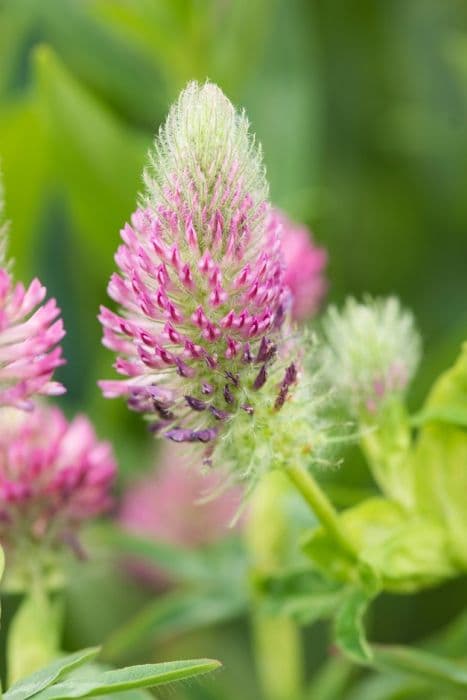 ruddy clover 'Red Feathers'